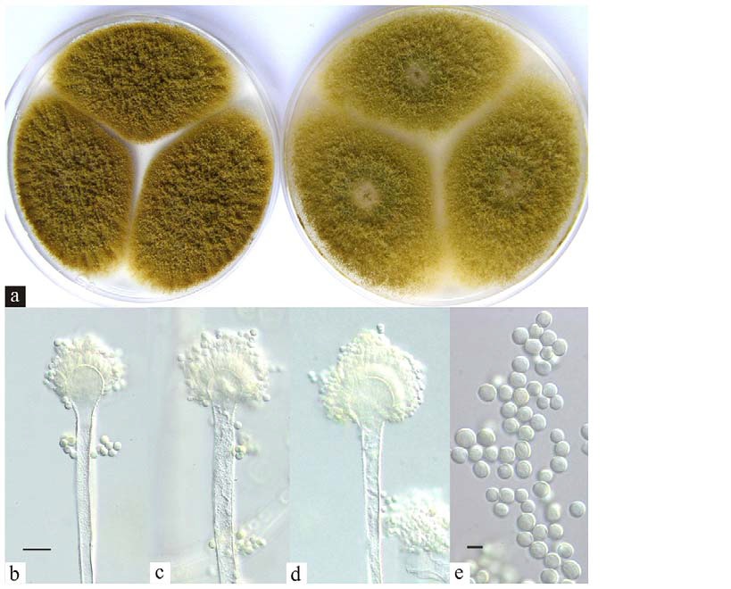 Sciency Thoughts New species of Mold found growing on Brazil Nuts in