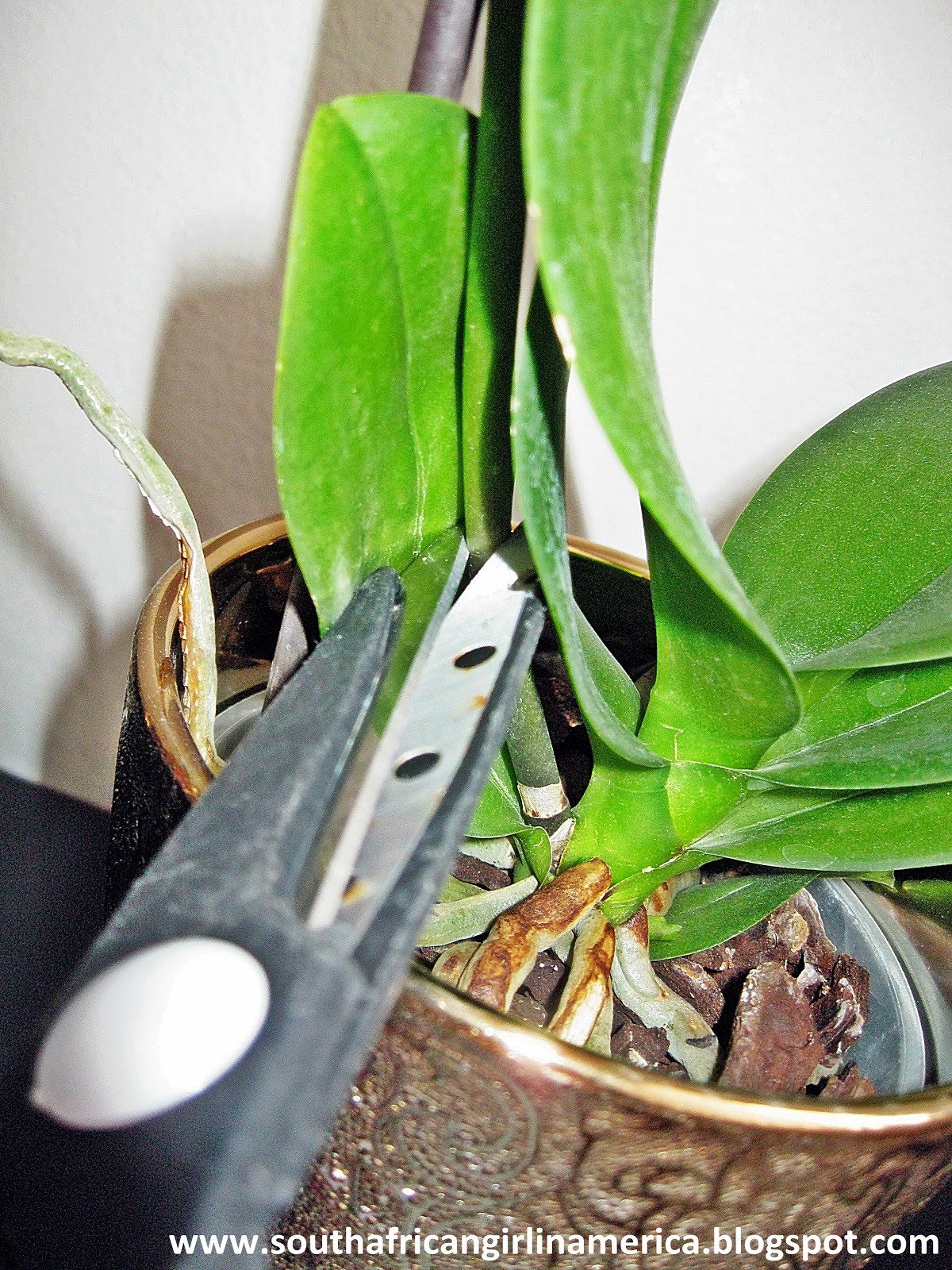 South African Girl In America What To Do When Your Orchid Loses Its
