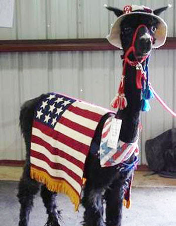 Alpaca draped in American flag