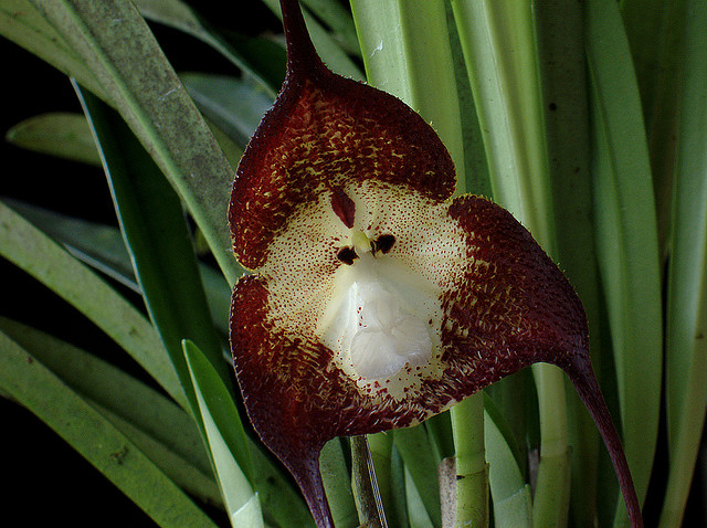 زهرة غريبة الشكل تحمل ملامح قرد في غابات بيرو.... Monkey+orchid+3