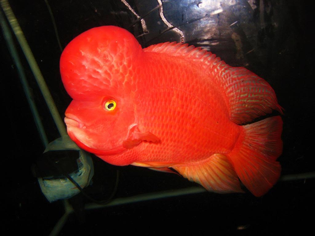 Flowerhorn The Hybrid Cichlids: Super Red Monkey