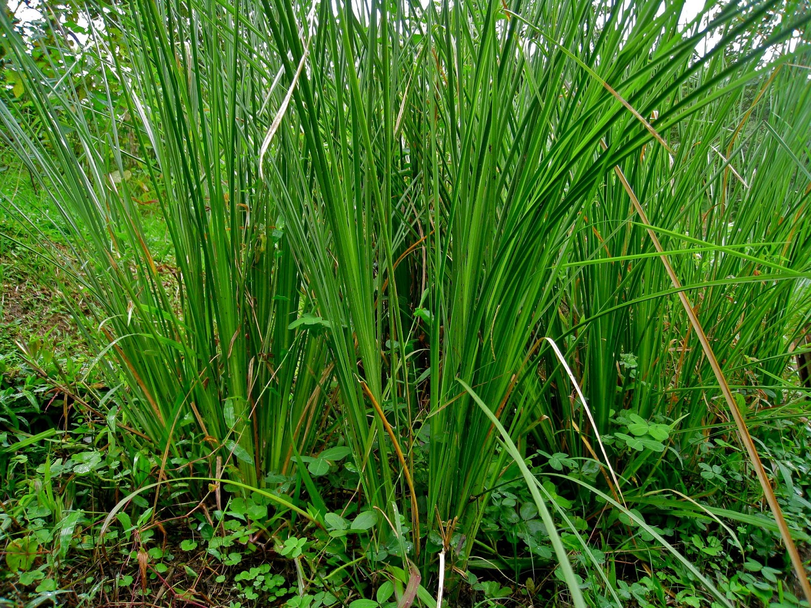 Illatpiramis Vetiver