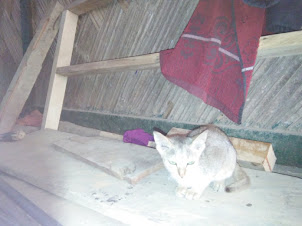 House cat in Longwa village of Mon district in Nagaland.