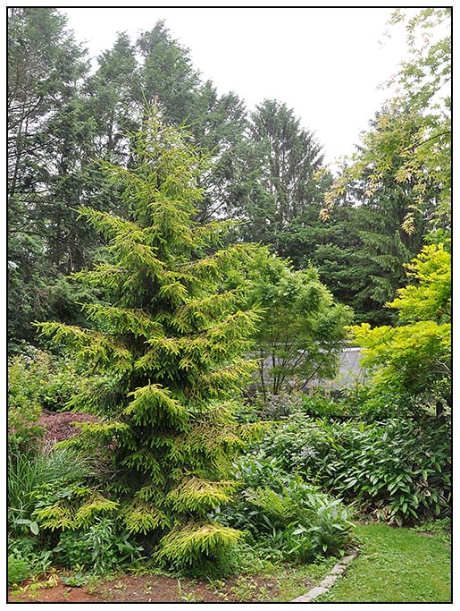 The Aspiring Gardener Mexican Orange A Great Small Evergreen Shrub