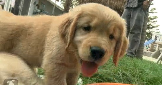 golden retriever upset stomach white wolf daily puppies play with cubes golden retriever upset stomach white wolf daily puppies play with cubes
