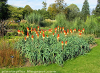 Kniphofia caulescens