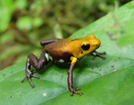 gambar katak comel - gambar katak