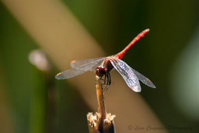 Libelula-Dragonfly-Anisoptera-Großlibellen