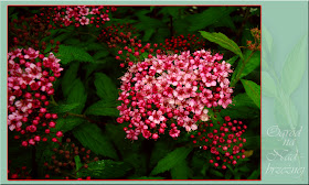 Plant Gallery Encyklopedia Roslin Spiraea Species And Varieties