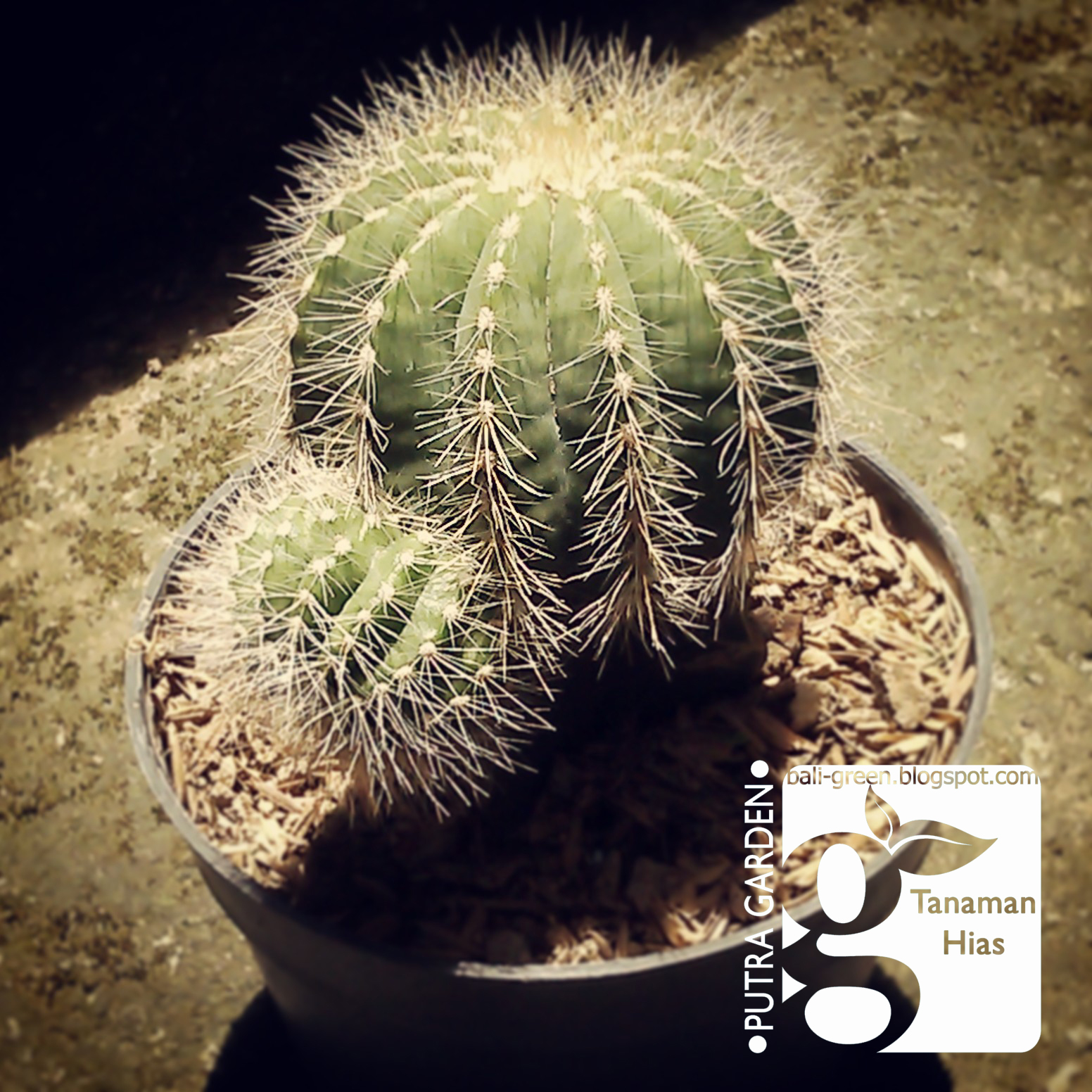 Tanaman Hias Mini Untuk Dekorasi Meja