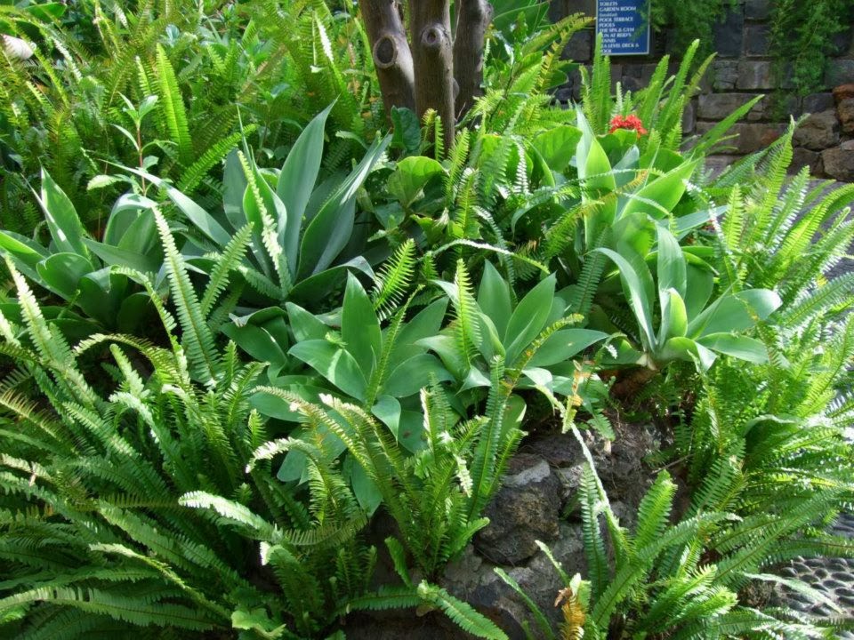 Ma Terre De Bruyere Apres L Orage