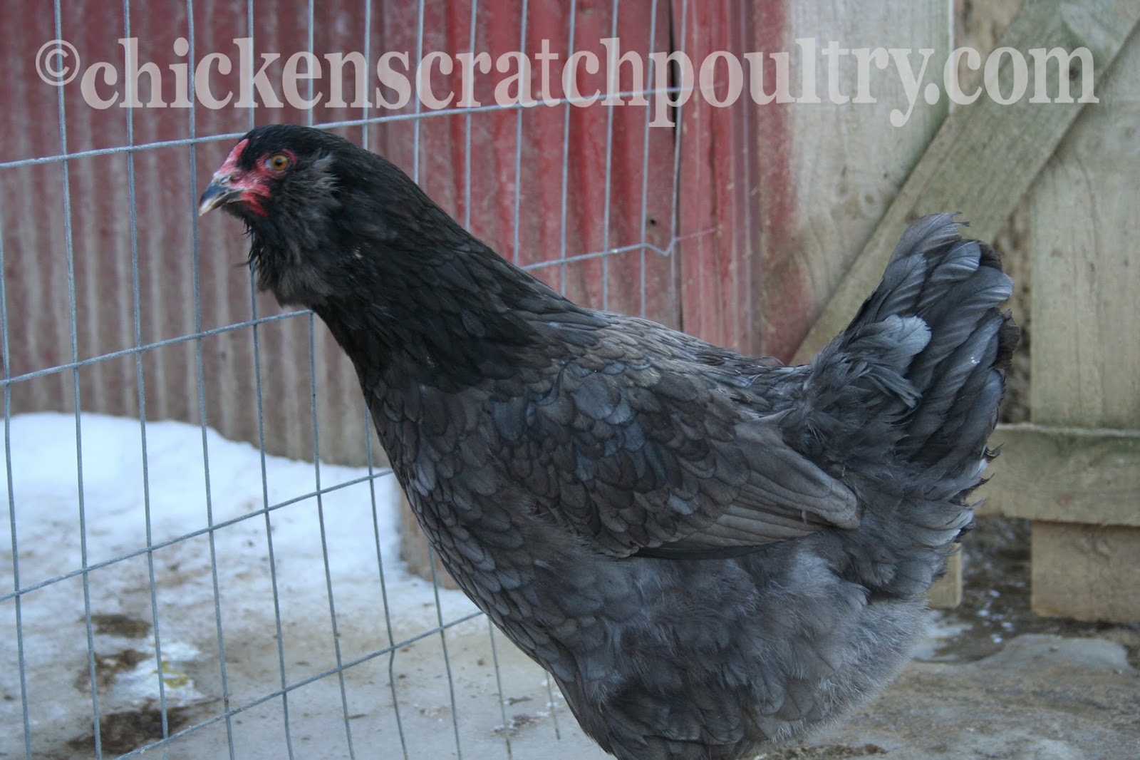 Chicken Scratch Poultry The Olive Egger Could This Be The Breed For You