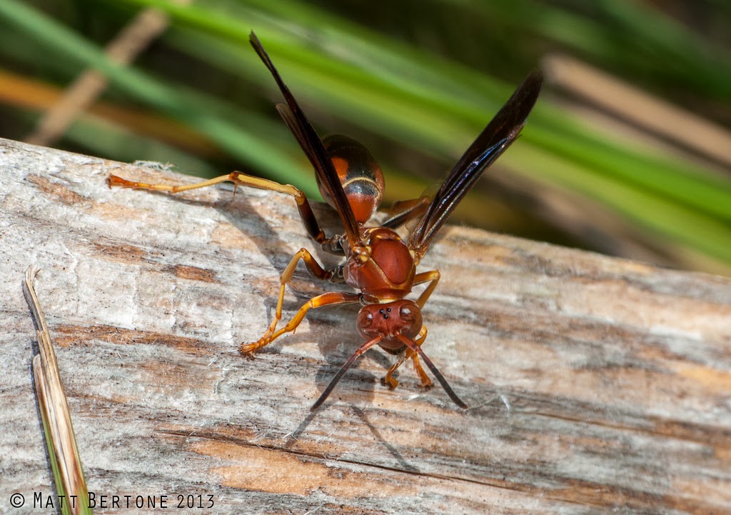 ncsu pdic some insects arthropods you should be thankful for wasp stinger
