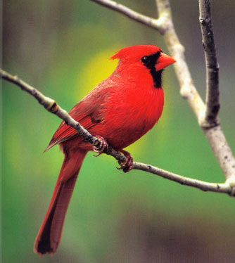 Cardinal Bird Flight on Male Northern Cardinal In All His Glory Another Brilliantly Colored