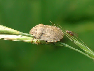 Eurygaster maura DSC44280