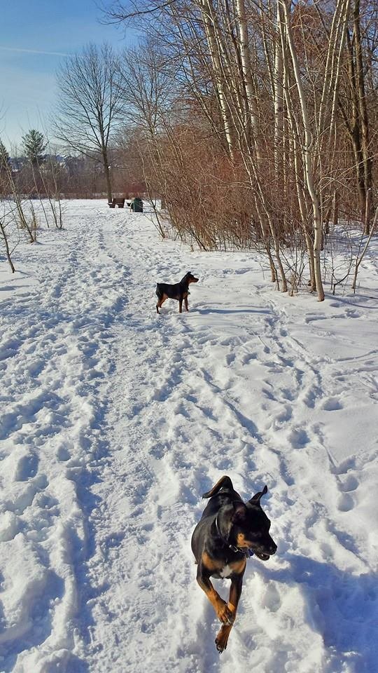 My two dogs enjoying winter in Wisconsin