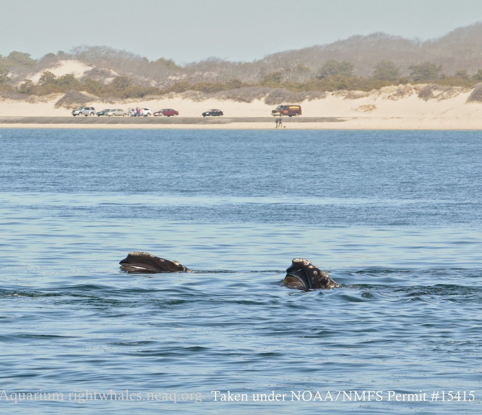 Right Whale Research Blog