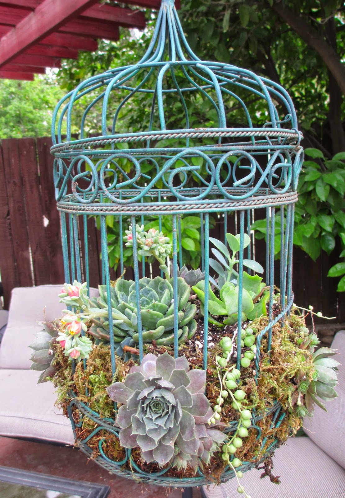 Andie's Way Succulents in Birdcage
