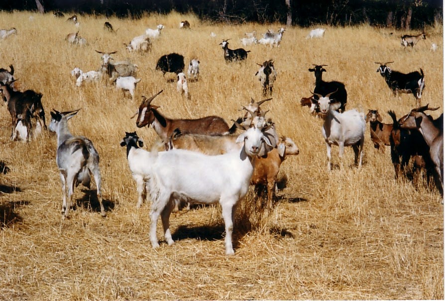 Margaret Muir Of Ghosts and Goats. From the start of largescale goat