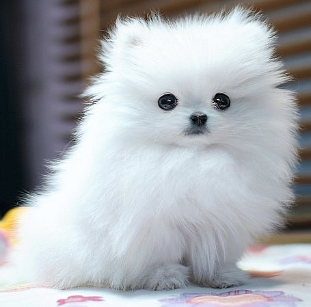 Pomeranian Hypoallergenic