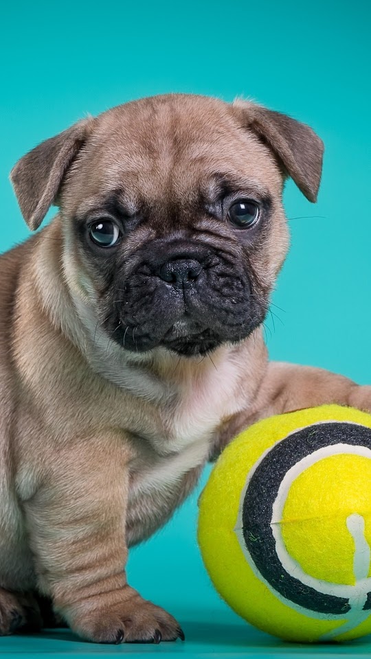 French Bulldog Puppy With Ball Android Wallpaper