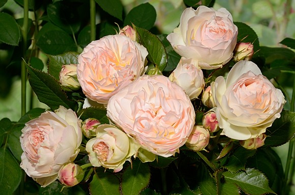 Роза пастелла фото и описание отзывы