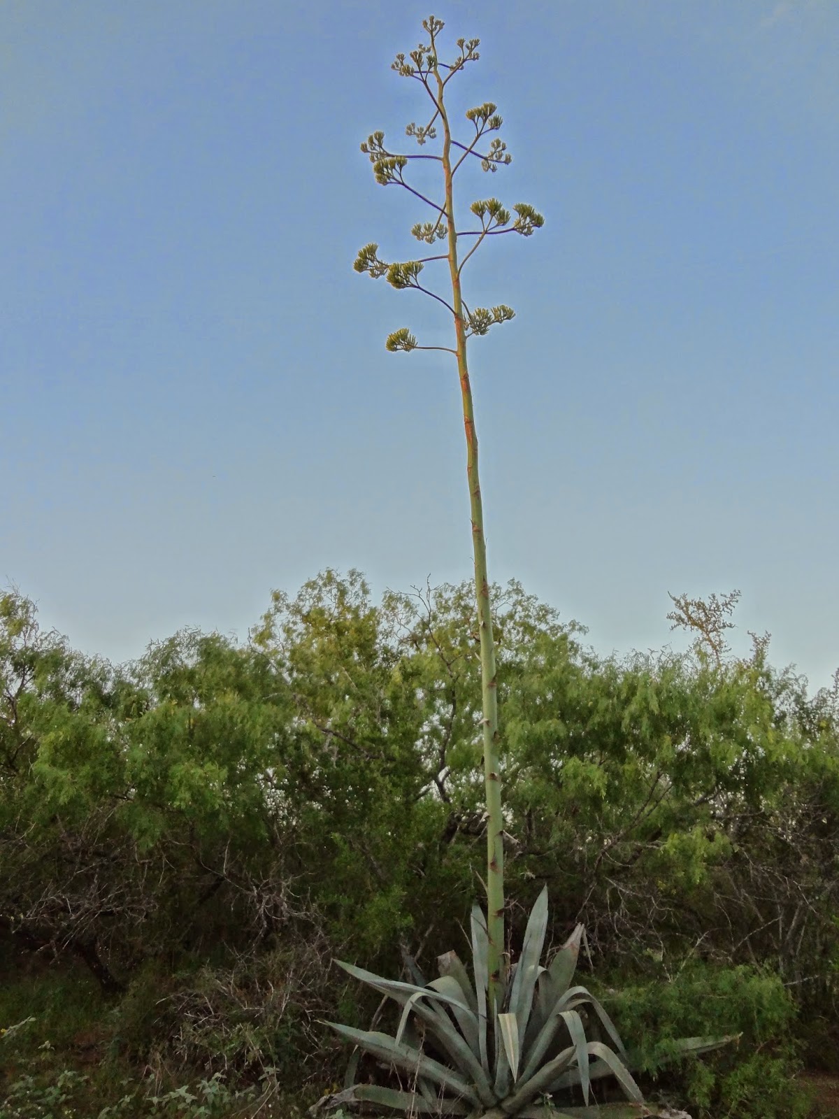 Woods Roamer Addendum Allergic Reactions Associated with Agave and