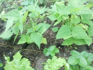 backyard garden