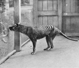 Thylacine 2012 Sightings