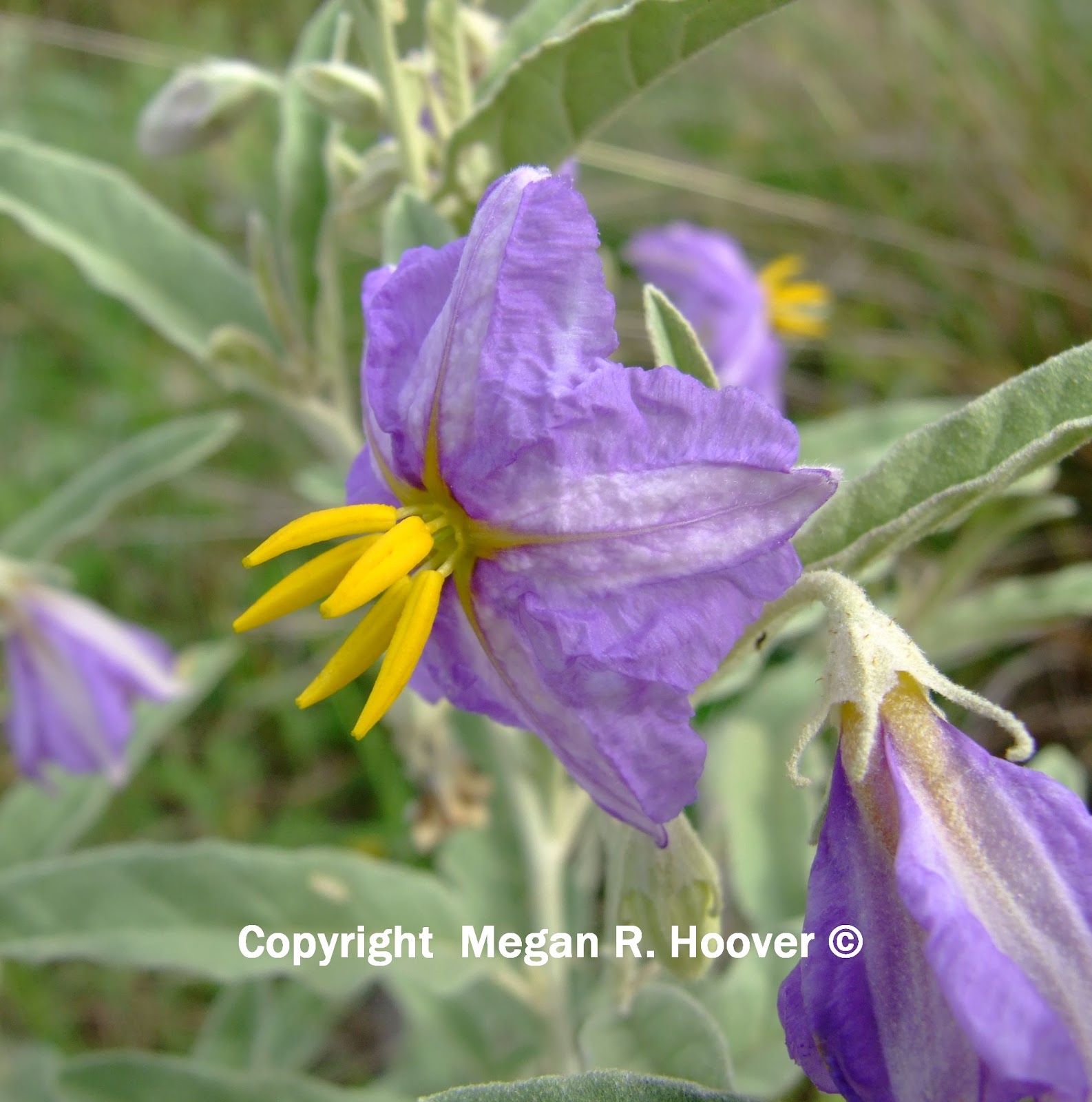 Silver Nightshade