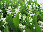 Aujourd'hui 1er mai j'offrirais bien un brin de muguet portebonheur à ceux . (muguet)