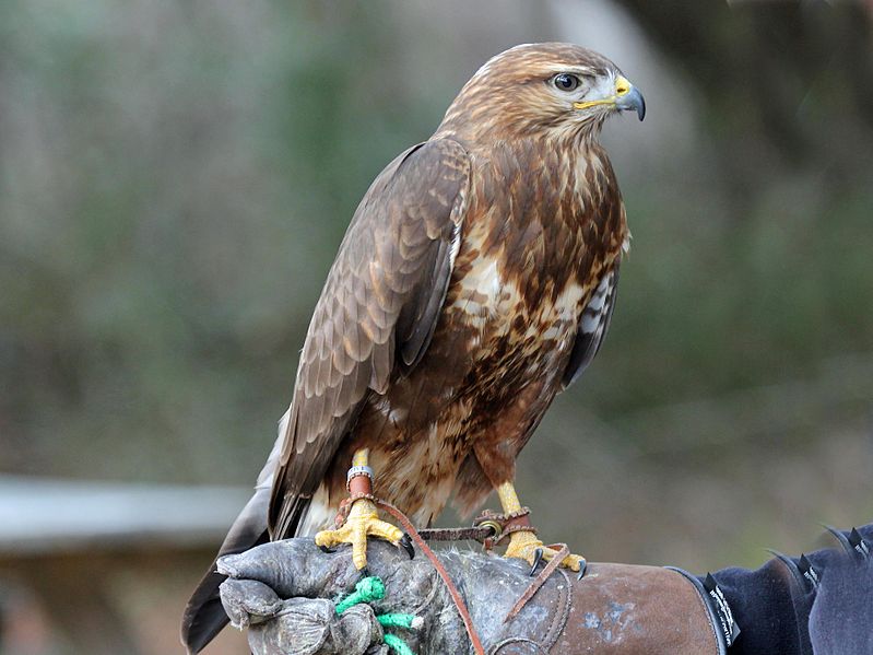 Common Buzzard Bird InfoPhotos The Wildlife