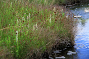 Spiranthes romanzoffiana in Yellowstone National Park (spiranthes romanzoffiana yellowstone )