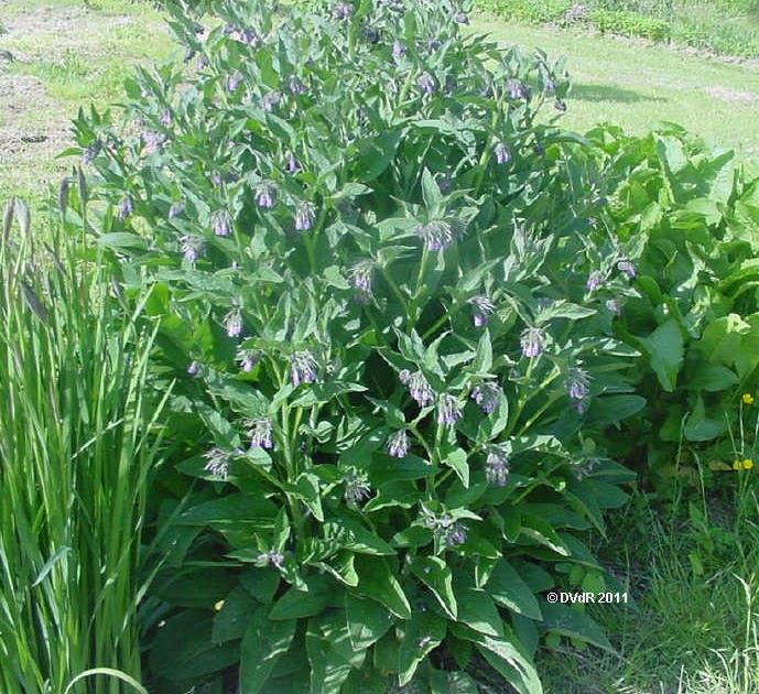 Gardening along the creek... Comfrey as Fertilizer, and Animal Feed