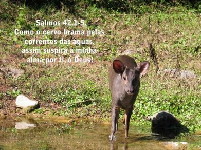 Vivendo nos lugares altos da fé, da alegria, da proteção de deus ... Altaneiramente o que é