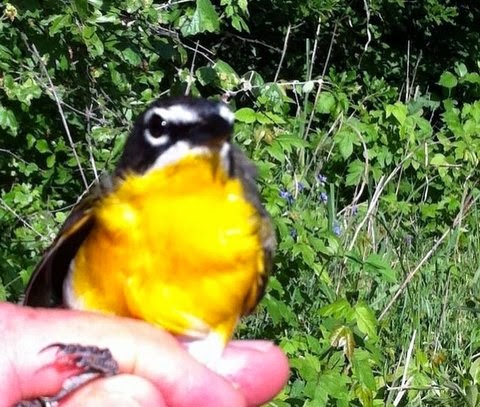 late bird gets the turd late bird gets the turd
