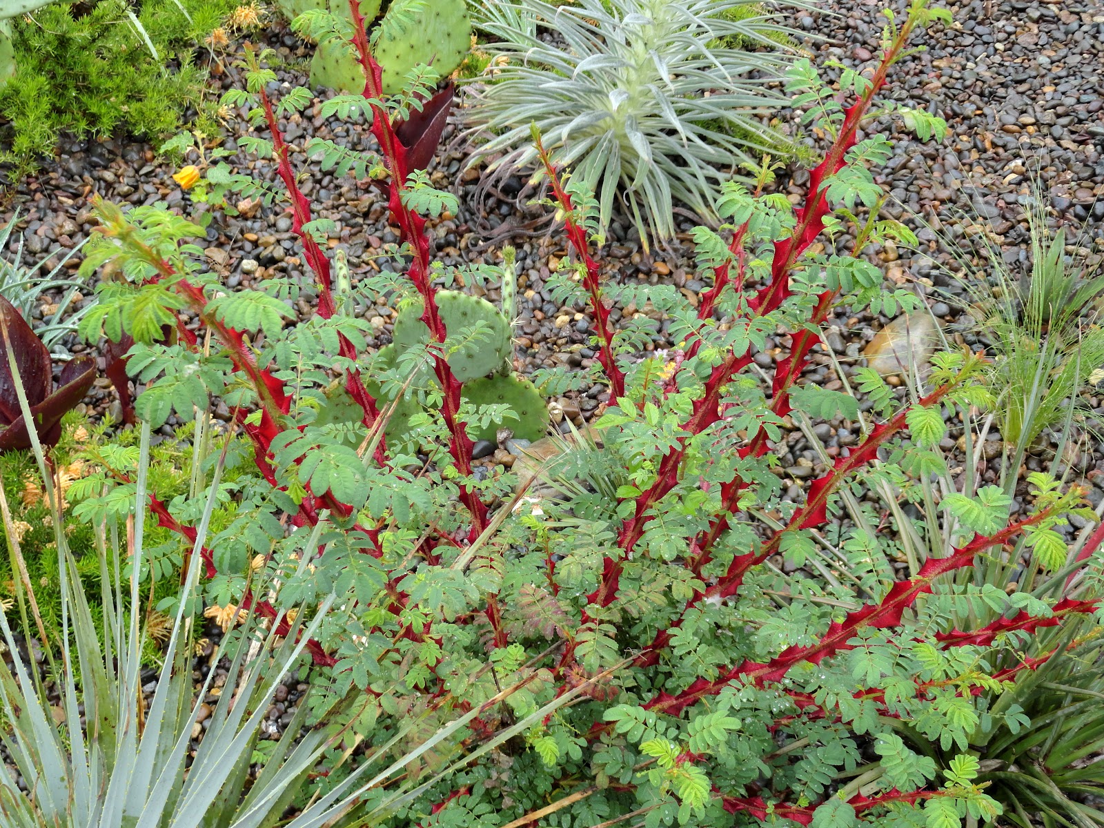 danger garden Red thorns, brown thorns, no thorns…