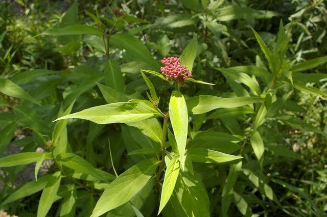 Tropical Milkweed