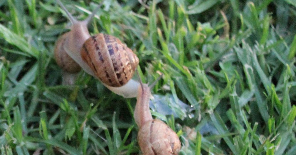 Towerwater Aan De Breede Fighting Terrestrial Pulmonate Gastropod