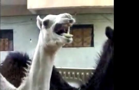 عمرك شوفت جمل بيضحك - فيديو مضحك جدا Camel+Laugh