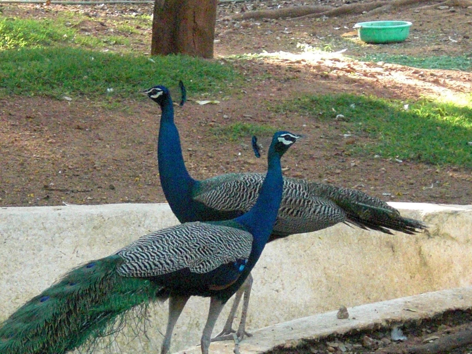 Birds Of India