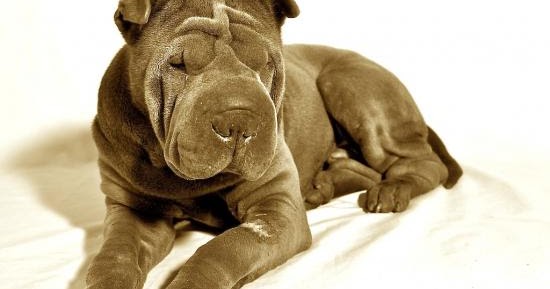 Dog Fighting Dog Videos Dog Fighting Dog Videos