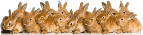 lots-of-bunnies.gif