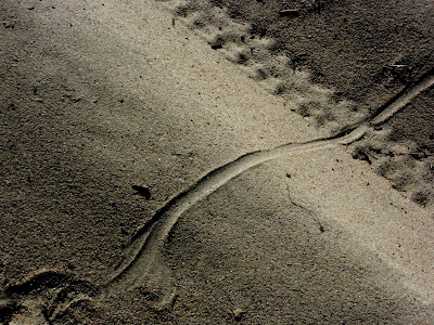 Змія на піску