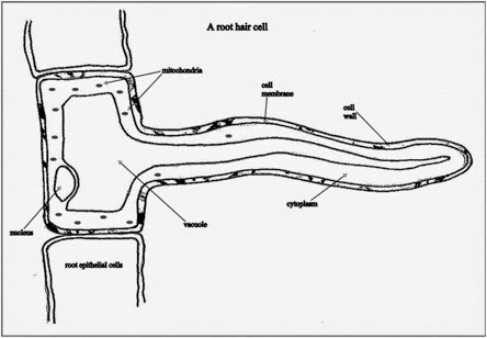 Senior Biology Transport In Plants