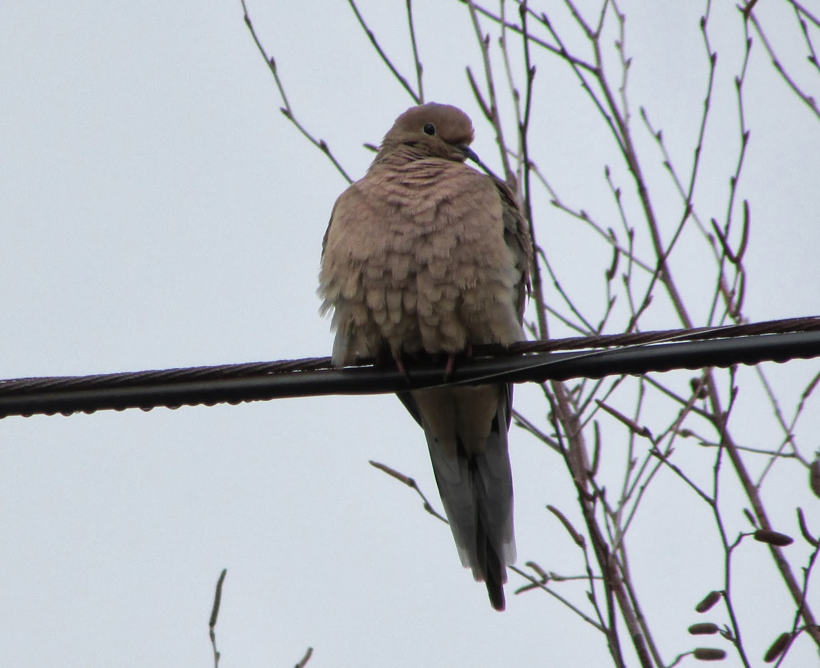 Long Island Birding BACKYARD BIRDING BIRD FEEDERS