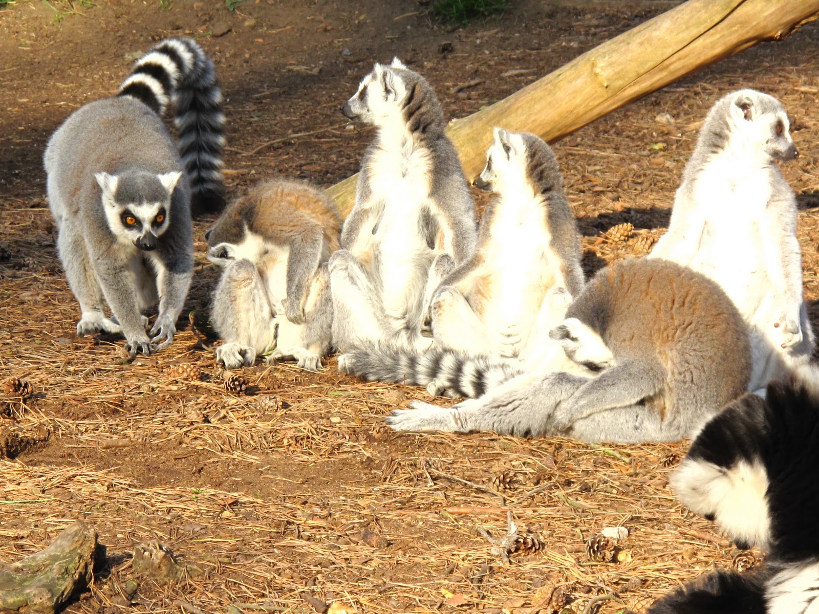 Wild at Hull: Yorkshire Wildlife Park