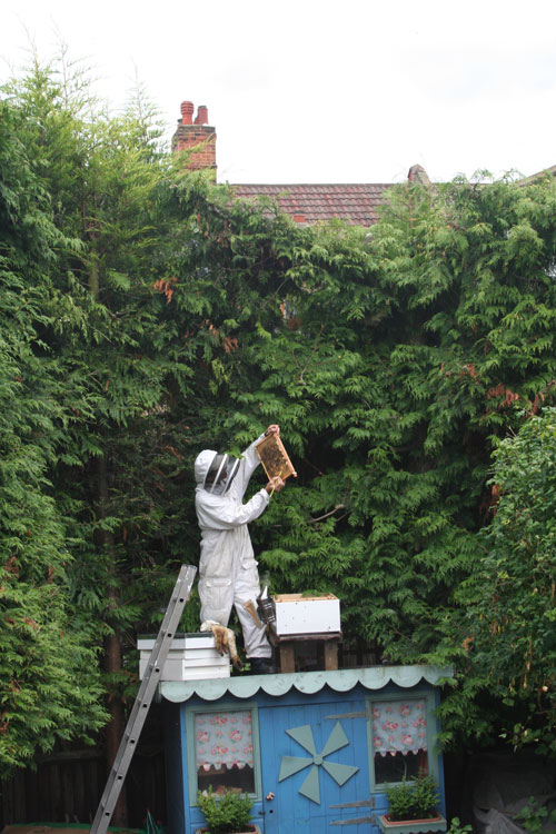 Urban London Roof Top Beekeeping!