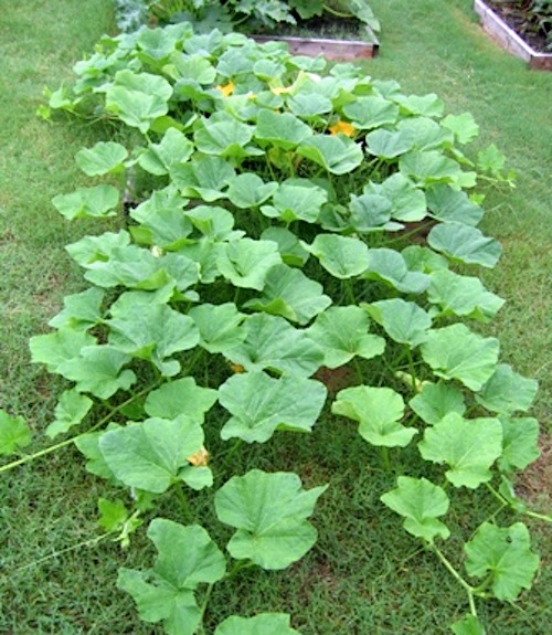 Renee's Garden Seeds Renee's Blog Beth’s Guide for Growing the