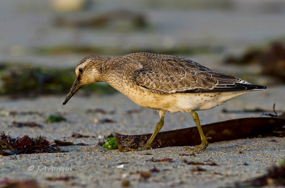 Correlimos gordo, Calidris canutus, Red Knot Correlimos gordo, Calidris canutus, Red Knot
